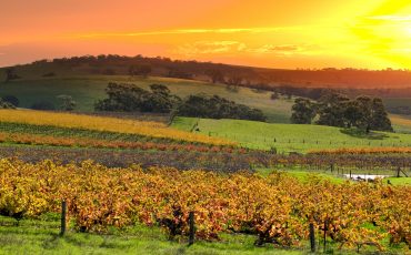 5 Best Wineries In South Australia